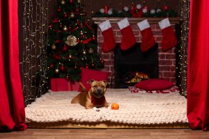 Vánoční focení fotograf