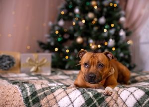 Vánoční focení Most Teplice Chomutov žatec Litvínov Děčín