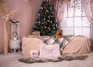 Vánoční focení Most Teplice Chomutov žatec Litvínov Děčín