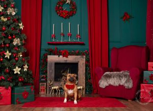 Vánoční focení Most Teplice Chomutov žatec Litvínov Děčín