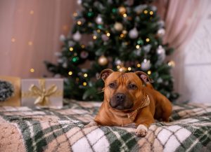 Vánoční focení Most Teplice Chomutov žatec Litvínov Děčín